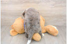 Mini Bernedoodle Puppy for Adoption