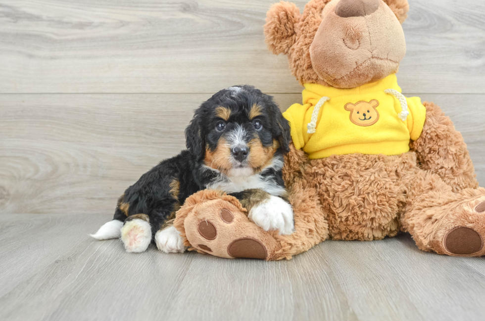 4 week old Mini Bernedoodle Puppy For Sale - Pilesgrove Pups