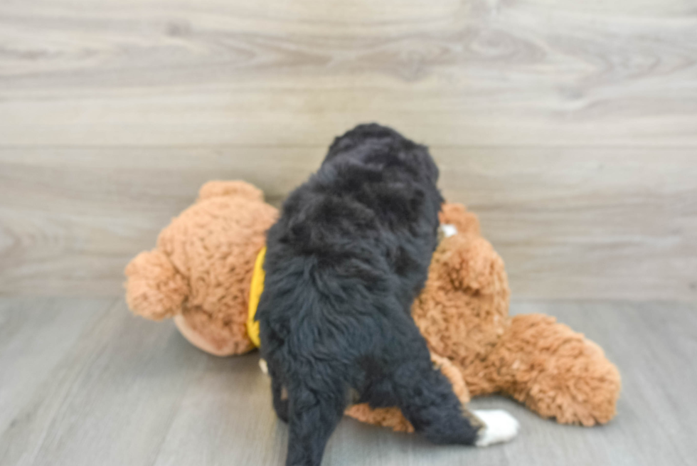 Adorable Bernadoodle Poodle Mix Puppy