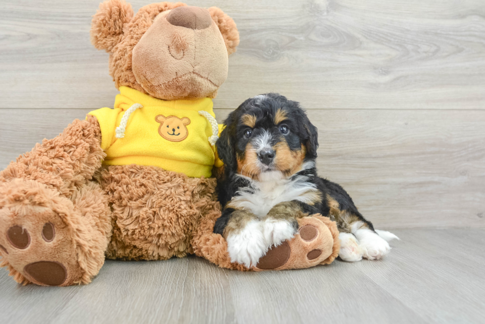 Happy Mini Bernedoodle Baby