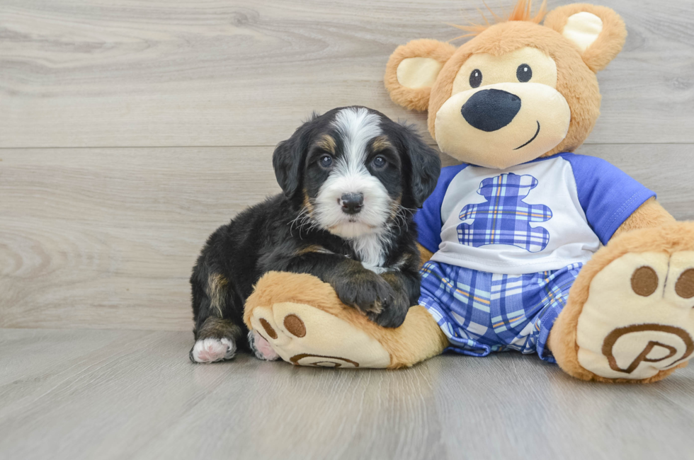 7 week old Mini Bernedoodle Puppy For Sale - Pilesgrove Pups