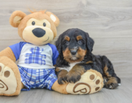 7 week old Mini Bernedoodle Puppy For Sale - Pilesgrove Pups
