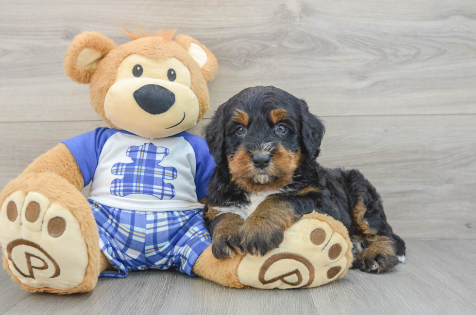 6 week old Mini Bernedoodle Puppy For Sale - Pilesgrove Pups