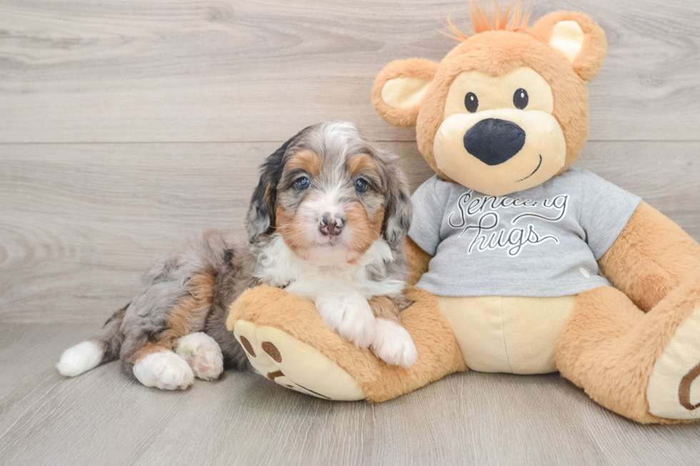 Mini Bernedoodle Pup Being Cute