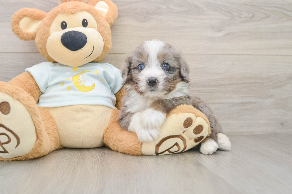 Best Mini Bernedoodle Baby