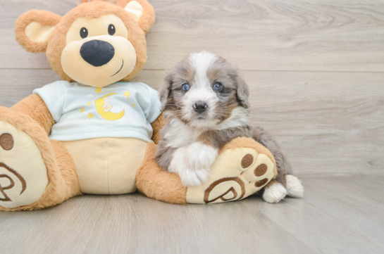 Best Mini Bernedoodle Baby