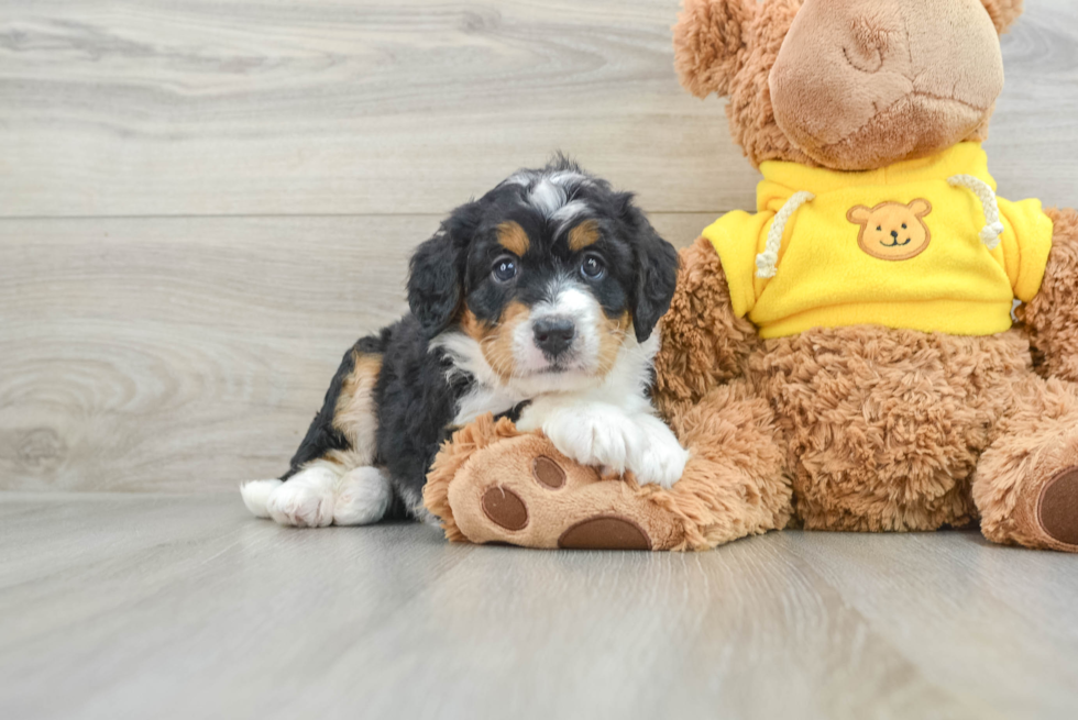 Mini Bernedoodle Puppy for Adoption