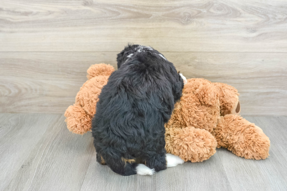 Petite Mini Bernedoodle Poodle Mix Pup