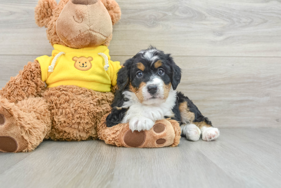 Mini Bernedoodle Pup Being Cute