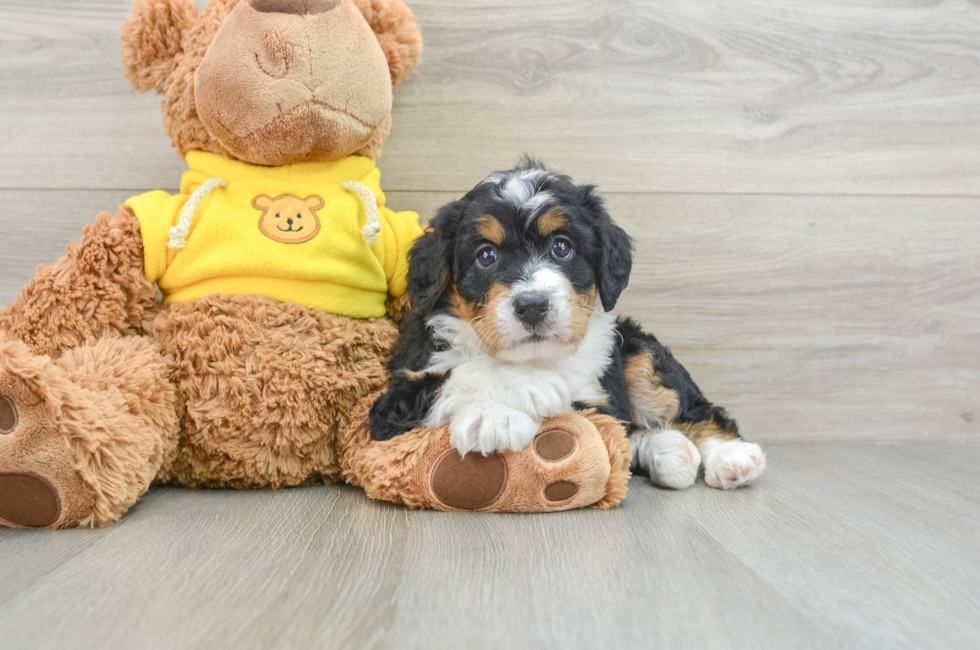 4 week old Mini Bernedoodle Puppy For Sale - Pilesgrove Pups