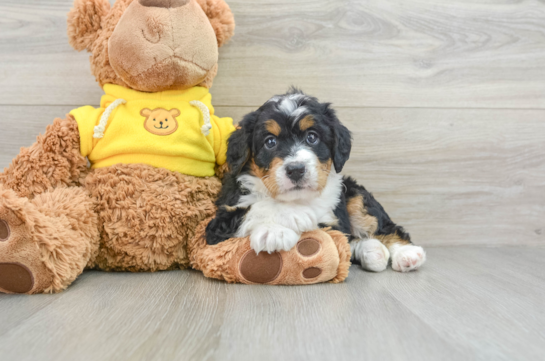 Mini Bernedoodle Pup Being Cute