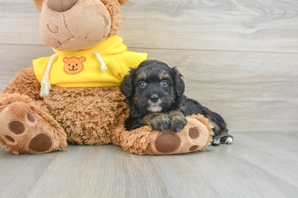 8 week old Mini Bernedoodle Puppy For Sale - Pilesgrove Pups