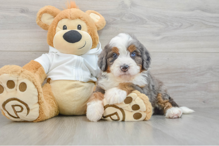 Energetic Mini Berniedoodle Poodle Mix Puppy