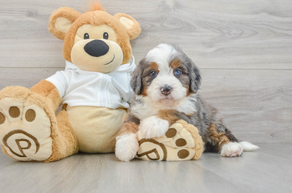 7 week old Mini Bernedoodle Puppy For Sale - Pilesgrove Pups