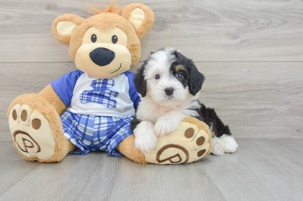 6 week old Mini Bernedoodle Puppy For Sale - Pilesgrove Pups