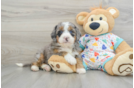 Mini Bernedoodle Pup Being Cute