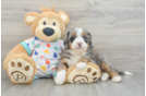 Best Mini Bernedoodle Baby