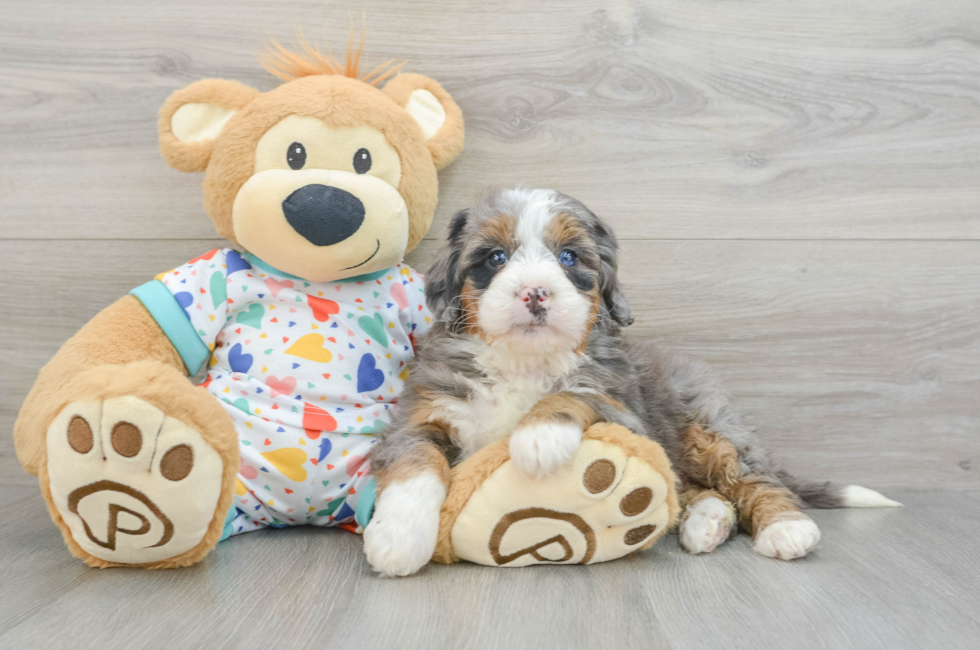 6 week old Mini Bernedoodle Puppy For Sale - Pilesgrove Pups