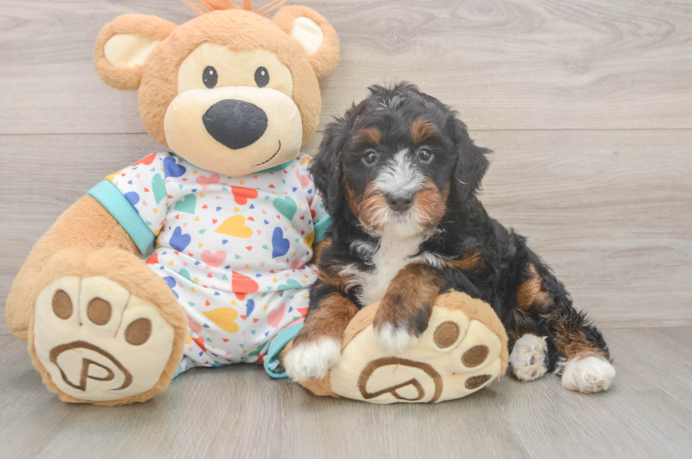 5 week old Mini Bernedoodle Puppy For Sale - Pilesgrove Pups