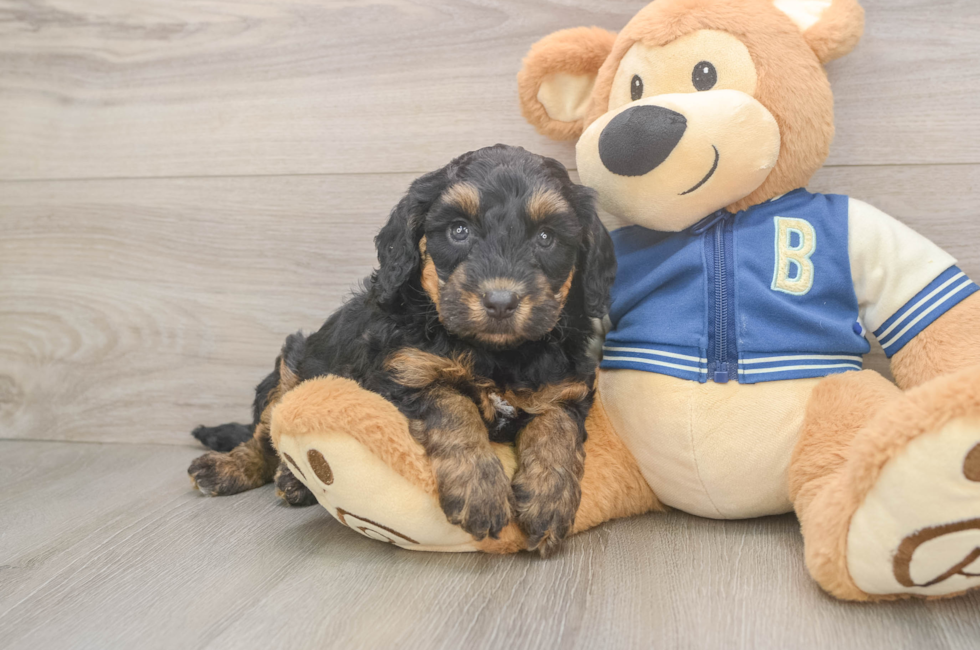 6 week old Mini Bernedoodle Puppy For Sale - Pilesgrove Pups