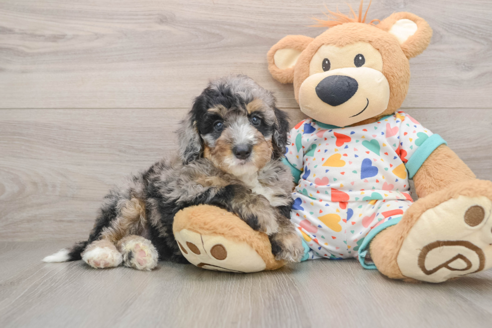 Little Mini Bernese Poodle Poodle Mix Puppy
