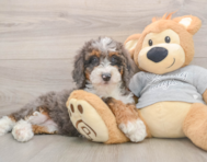 8 week old Mini Bernedoodle Puppy For Sale - Pilesgrove Pups