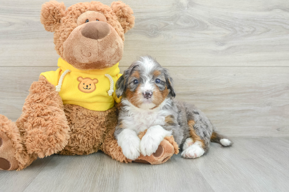 5 week old Mini Bernedoodle Puppy For Sale - Pilesgrove Pups