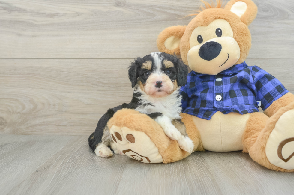 7 week old Mini Bernedoodle Puppy For Sale - Pilesgrove Pups