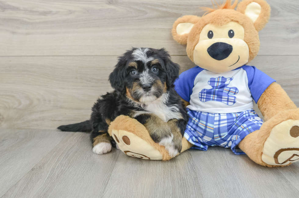 6 week old Mini Bernedoodle Puppy For Sale - Pilesgrove Pups