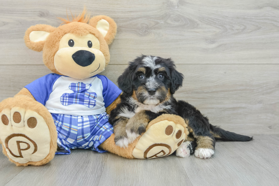 Mini Bernedoodle Pup Being Cute