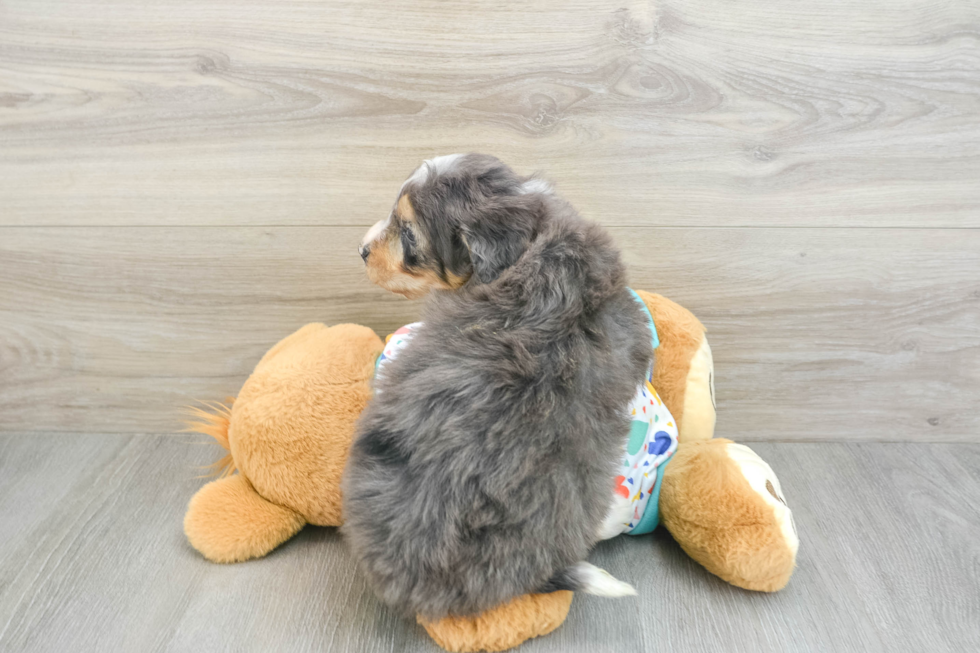 Little Bernadoodle Poodle Mix Puppy