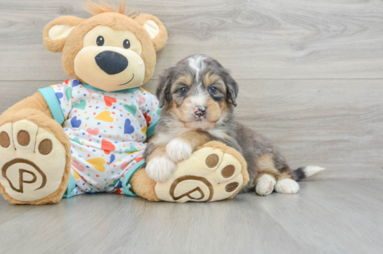 Mini Bernedoodle Pup Being Cute