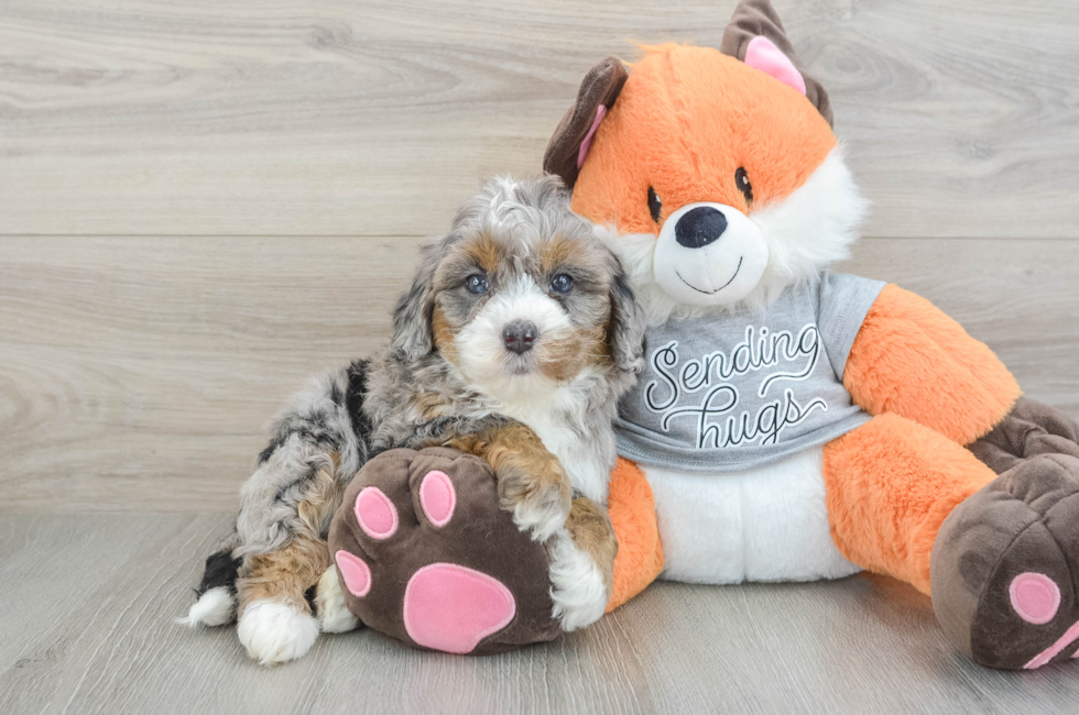 6 week old Mini Bernedoodle Puppy For Sale - Pilesgrove Pups