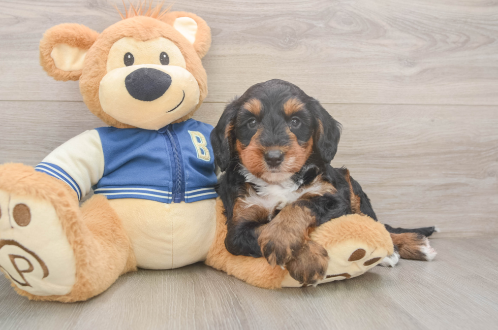 6 week old Mini Bernedoodle Puppy For Sale - Pilesgrove Pups