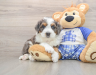 5 week old Mini Bernedoodle Puppy For Sale - Pilesgrove Pups