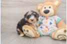 Mini Bernedoodle Pup Being Cute