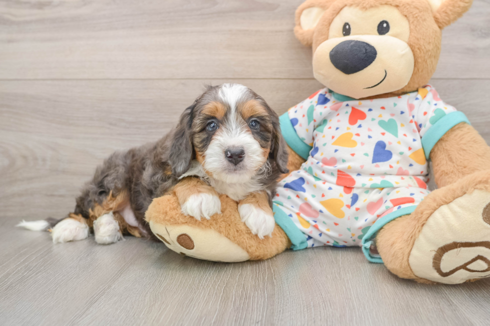 Mini Bernedoodle Pup Being Cute