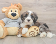 8 week old Mini Bernedoodle Puppy For Sale - Pilesgrove Pups