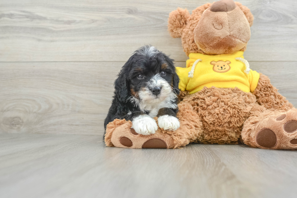 Mini Bernedoodle Pup Being Cute