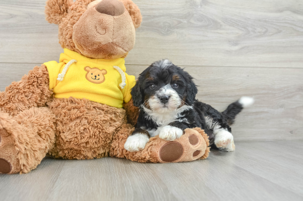 5 week old Mini Bernedoodle Puppy For Sale - Pilesgrove Pups