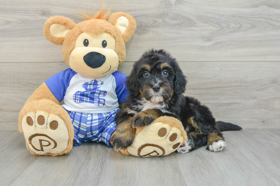 6 week old Mini Bernedoodle Puppy For Sale - Pilesgrove Pups