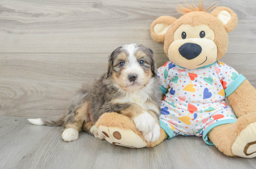 6 week old Mini Bernedoodle Puppy For Sale - Pilesgrove Pups