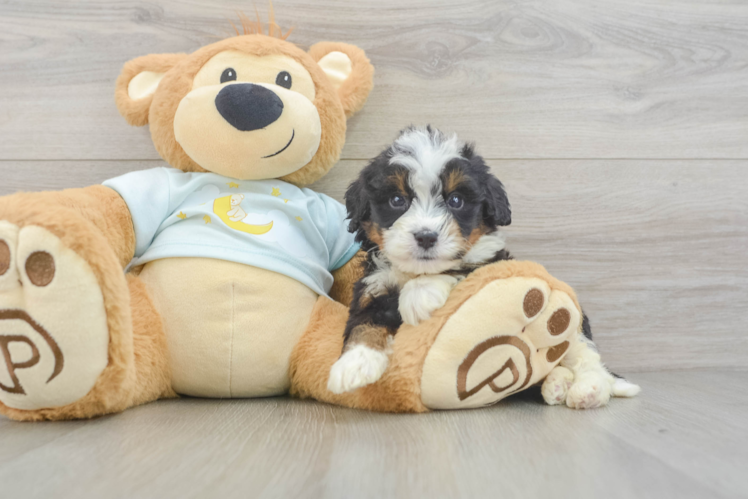 Best Mini Bernedoodle Baby