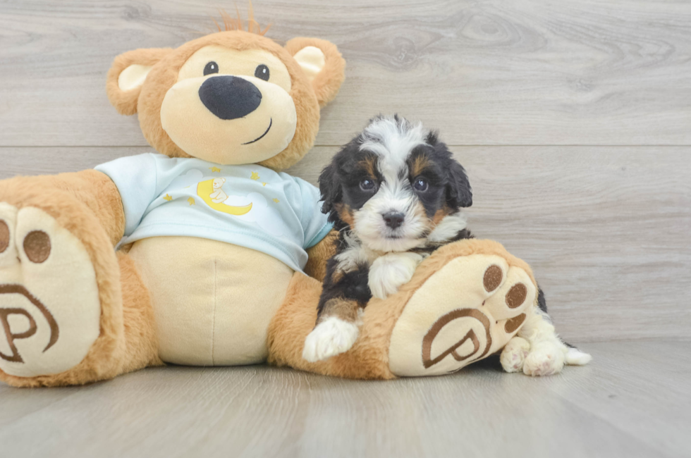 6 week old Mini Bernedoodle Puppy For Sale - Pilesgrove Pups