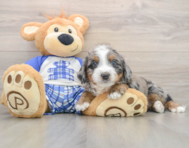 5 week old Mini Bernedoodle Puppy For Sale - Pilesgrove Pups