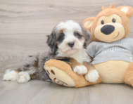 8 week old Mini Bernedoodle Puppy For Sale - Pilesgrove Pups