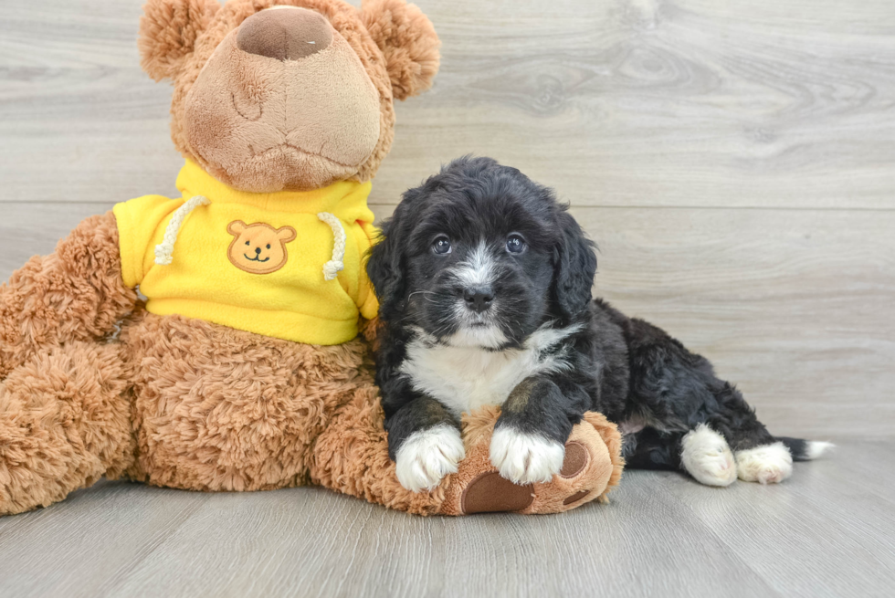 Best Mini Bernedoodle Baby