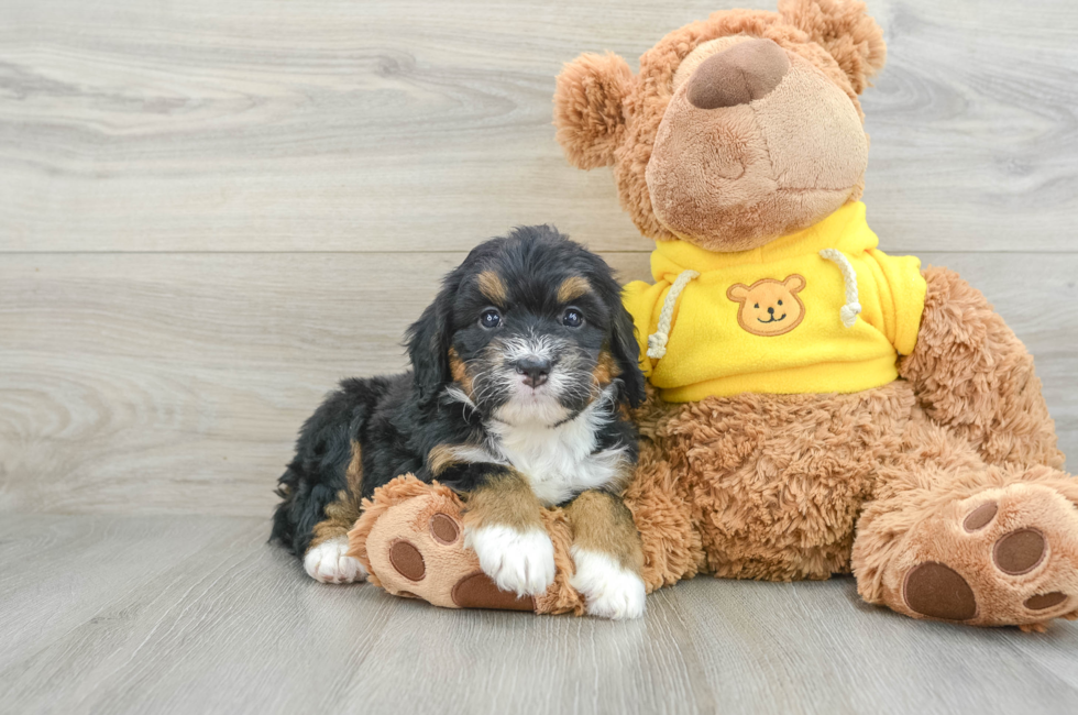 5 week old Mini Bernedoodle Puppy For Sale - Pilesgrove Pups