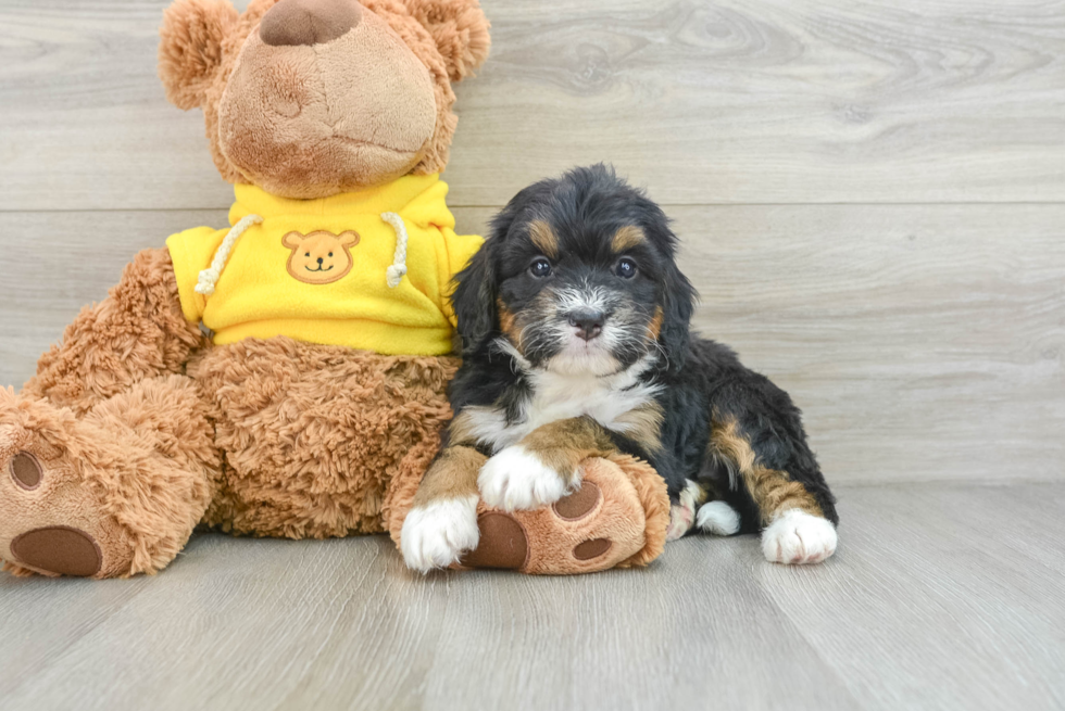 Adorable Bernadoodle Poodle Mix Puppy