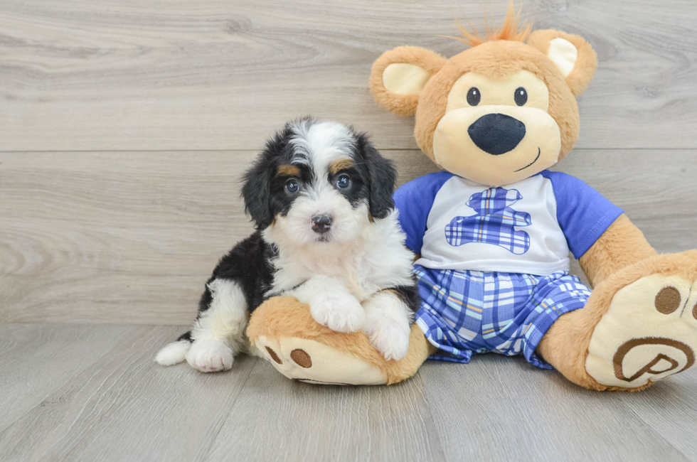 6 week old Mini Bernedoodle Puppy For Sale - Pilesgrove Pups